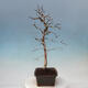 Vonkajší bonsai -Carpinus Coreana - Hrab kórejský - 4/4