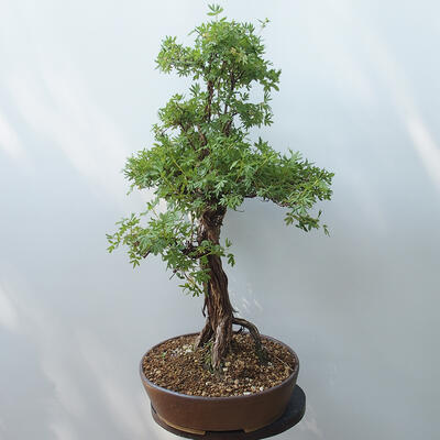 Vonkajšie bonsai - Nátržník krovitá - potentila fruticosa žltá - 4