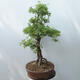 Vonkajšie bonsai - Nátržník krovitá - potentila fruticosa žltá - 4/5