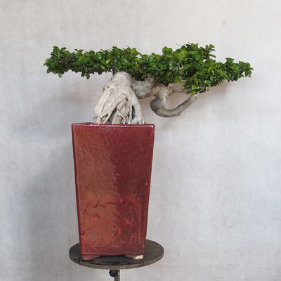 Servis bonsai - Ficus nitida - malolistá fikus - 4