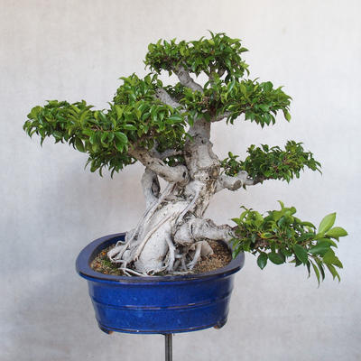 Servis bonsai - Ficus kimmen - malolistá fikus - 4