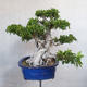 Servis bonsai - Ficus kimmen - malolistá fikus - 4/5