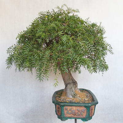 Izbová bonsai- Pistácie - 4
