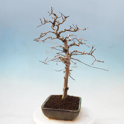 Vonkajší bonsai -Carpinus Coreana - Hrab kórejský - 4