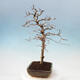 Vonkajší bonsai -Carpinus Coreana - Hrab kórejský - 4/4