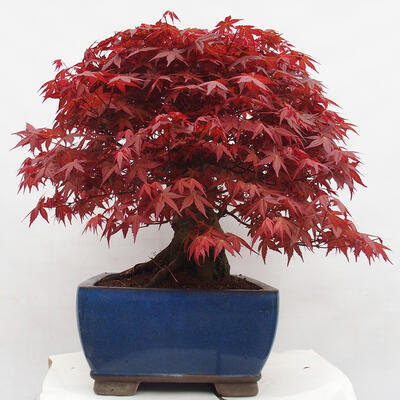 Vonkajší bonsai - Javor palmatum DESHOJO - Javor dlanitolistý - 4