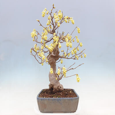 Vonkajší bonsai - Lieskovec - Corylopsis Spicata - 4