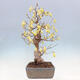 Vonkajší bonsai - Lieskovec - Corylopsis Spicata - 4/7