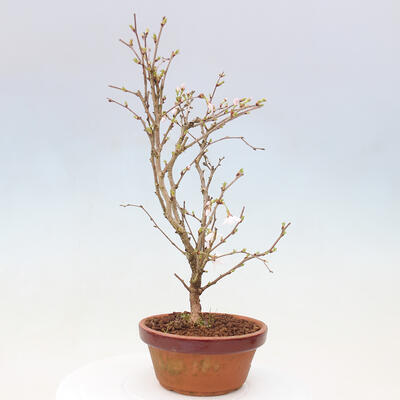 Vonkajší bonsai - Prunus incisa Kojou-no mai-Višňa vyrezaná - 4