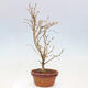 Vonkajší bonsai - Prunus incisa Kojou-no mai-Višňa vyrezaná - 4/6