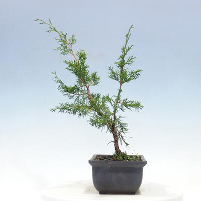 Vonkajšie bonsai - Juniperus chinensis Itoigawa-Jalovec čínsky - 4