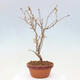 Vonkajší bonsai - Prunus incisa Kojou-no mai-Višňa vyrezaná - 4/6