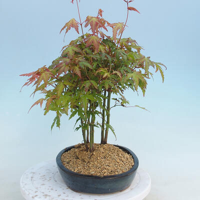 Acer palmatum - Javor dlaňolistý - lesík - 4