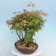 Acer palmatum - Javor dlaňolistý - lesík - 4/4