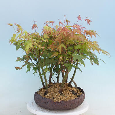 Acer palmatum - Javor dlaňolistý - lesík - 4