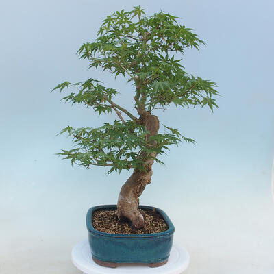 Acer palmatum - Javor dlaňolistý - 4