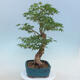 Acer palmatum - Javor dlaňolistý - 4/5
