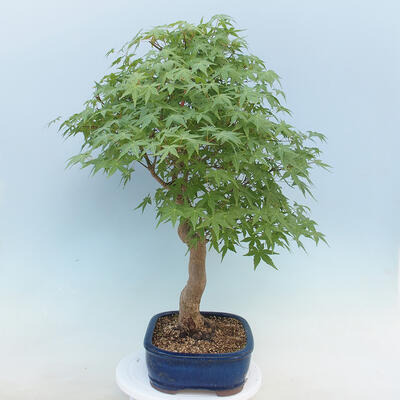 Acer palmatum - Javor dlaňolistý - 4