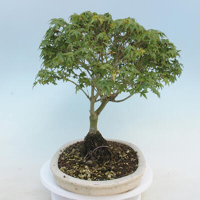 Acer palmatum KIOHIME - Javor dlaňolistý - 4