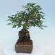 Vonkajší bonsai -Carpinus CARPINOIDES - Hrab kórejský - 4/5