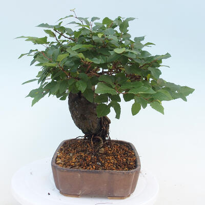 Vonkajší bonsai -Carpinus CARPINOIDES - Hrab kórejský - 4