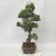 Vonkajšie bonsai - Pinus parviflora - Borovica drobnokvetá - 4/5