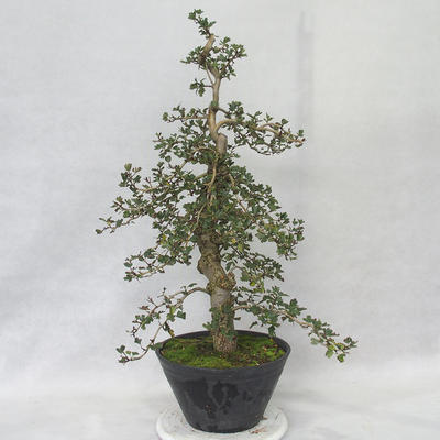 Vonkajšie bonsai - Hloh ružové kvety - Crataegus laevigata paul's Scarlet - 4