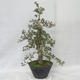 Vonkajšie bonsai - Hloh ružové kvety - Crataegus laevigata paul's Scarlet - 4/7