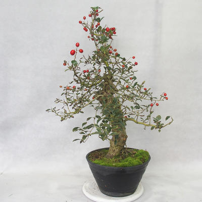 Vonkajšie bonsai - Hloh biele kvety - Crataegus laevigata - 4