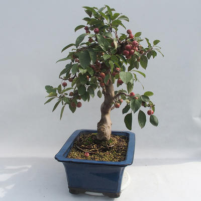Vonkajšie bonsai - Malus halliana - Maloplodé jabloň - 4