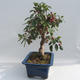 Vonkajšie bonsai - Malus halliana - Maloplodé jabloň - 4/6