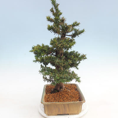 Vonkajšie bonsai - Taxus Bacatá - Tis červený - 4