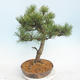 Vonkajšie bonsai - Pinus Mugo - Borovica Marhuľa - 4/5