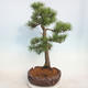 Vonkajšie bonsai - Pinus sylvestris - Borovica lesná - 4/5