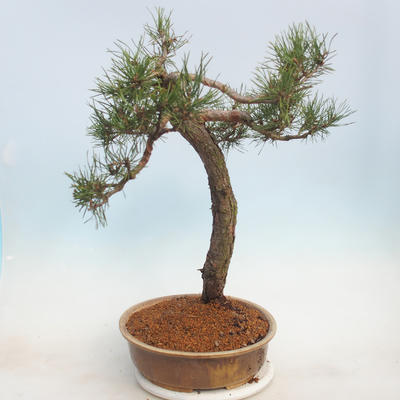 Vonkajšie bonsai - Pinus sylvestris - Borovica lesná - 4