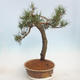 Vonkajšie bonsai - Pinus sylvestris - Borovica lesná - 4/5