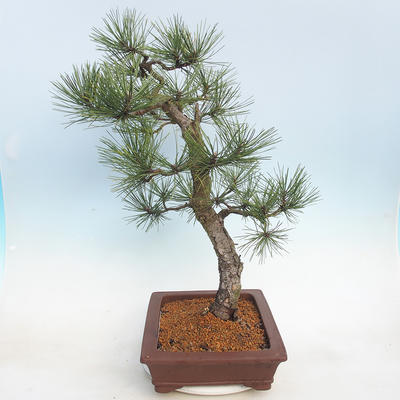 Vonkajšie bonsai - Pinus Nigra - Borovica čierna - 4