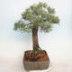 Vonkajšie bonsai - Juniperus chinensis -Jalovec čínsky - 4/5