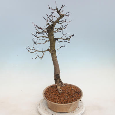Vonkajšie bonsai - Hloh jednosemený - 4