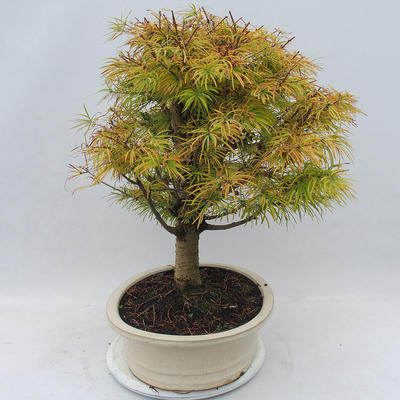 Vonkajšie bonsai - Pseudolarix amabilis - Pamodřín - 4