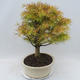 Vonkajšie bonsai - Pseudolarix amabilis - Pamodřín - 4/5