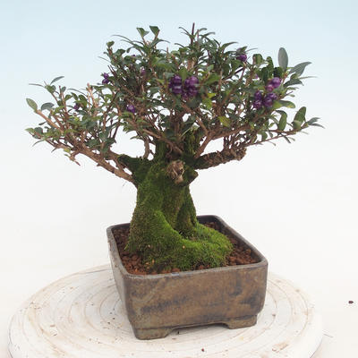 Vonkajšia bonsai-Lonicera nitida -Zimolez - 4