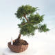 Vonkajšie bonsai - Juniperus chinensis -Jalovec čínsky - 4/5