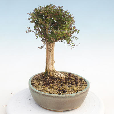 Vonkajšia bonsai-Lonicera nitida -Zimolez - 4