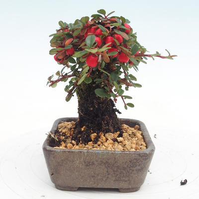 Vonkajšia bonsai-Cotoneaster - Skalník - 4