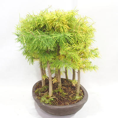 Vonkajšie bonsai - Pseudolarix amabilis - Pamodřín - lesík 9 stromov - 4