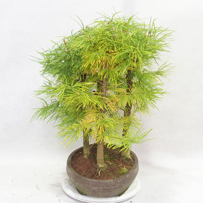 Vonkajšie bonsai - Pseudolarix amabilis - Pamodřín - lesík 5 stromov - 4