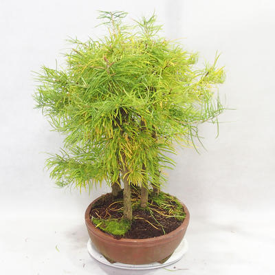 Vonkajšie bonsai - Pseudolarix amabilis - Pamodřín - lesík 5 stromov - 4