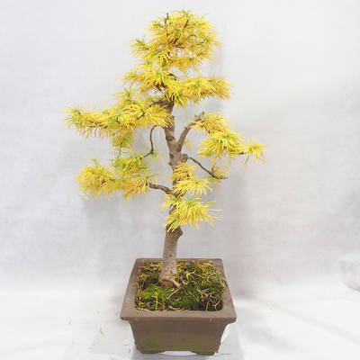 Vonkajšie bonsai - Pseudolarix amabilis - Pamodřín - 4