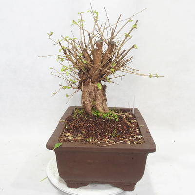 Vonkajšie bonsai -Mahalebka - Prunus mahaleb - 4